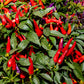 300 ANAHEIM CHILI PEPPER (New Mexico Chili Pepper) Capsicum Annuum Vegetable Seeds