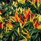 300 ANAHEIM CHILI PEPPER (New Mexico Chili Pepper) Capsicum Annuum Vegetable Seeds