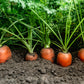 1500 TENDERSWEET CARROT Deep Orange Red Daucus Carota Vegetable Seeds