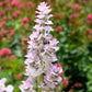50 WHITE Swan CLARY SAGE Salvia Viridis Horminum Herb Flower Seeds