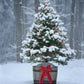 Grow Your Own CHRISTMAS TREE - Balsam Fir ( Abies Balsamea ) Gift Packet of Tree Seeds