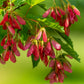 25 Scarlet CAROLINA RED MAPLE Tree Acer Rubrum Seeds