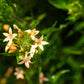 100 LARGE FLOWERED PHLOX Collomia Grandiflora Flower Seeds