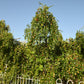 20 RED Chinese DATE TREE Edible Fruit Jujube Ziziphus Jujuba Yellow Flower Seeds