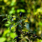 20 ROYAL BLACK PEPPER Capsicum Annuum Very Hot Chilli Vegetable Seeds