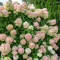 50 semillas de hortensia PEE GEE Paniculata Peegee, arbusto de flores blancas y rosadas en panícula