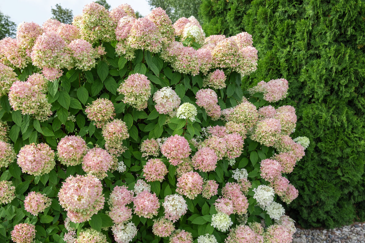 50 semillas de hortensia PEE GEE Paniculata Peegee, arbusto de flores blancas y rosadas en panícula