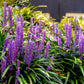 5 LILYTURF Liriope Muscari aka Big Blue Lily Turf / Monkey Grass Flower Seeds