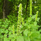 500 GIANT YELLOW HYSSOP Agastache Nepetoides Herb Flower Seeds