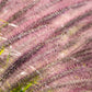 25 PURPLE FOUNTAIN GRASS Ornamental Pennisetum Setaceum Dark Burgundy Flower Seeds