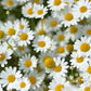 1000 GERMAN CHAMOMILE Matricaria Recutita Chamomilla Herb Flower Seeds