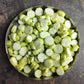 25 LUFFA SPONGE GOURD (Vegetable Sponge / Smooth Luffa / Sponge Loofa / Climbing Okra / Dishrag Gourd) Luffa Cylindrica Vine Seeds