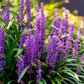 5 LILYTURF Liriope Muscari aka Big Blue Lily Turf / Monkey Grass Flower Seeds