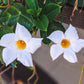 5 CHILEAN JASMINE / MANDEVILLA Laxa White Fragrant Flower Vine Seeds