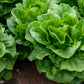 3000 PARRIS ISLAND Romaine LETTUCE Lactuca Sativa Vegetable Seeds