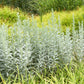 200 PRAIRIE SAGE (Wormwood / Fringed Sagebrush / Sagewort) Artemisia Ludoviciana Flower Seeds