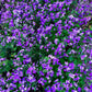 500 Purple FEBRUARY ORCHID Violet Cress Orychophragmus Violaceus 2" Flower Edible Vegetable Seeds