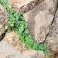 1000 DICHONDRA Repens aka Lawn Leaf Flower Evergreen Ground Cover Seeds
