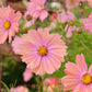 20 APRICOTTA COSMOS Bipinnatus Apricot & Rose Pink Bicolor Flower Seeds
