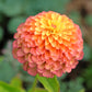 20 Organic QUEENY LIME MIX ZINNIA Elegans Mixed Colors Red Orange Yellow Pink Green Queen Flower Seeds