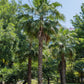 30 CALIFORNIA FAN PALM Tree Petticoat Arizona Desert Washingtonia Filifera Seeds