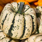 25 SWEET DUMPLING SQUASH Orange Winter Delicata Cucurbita Maxima Vegetable Seeds