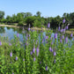500 Purple HOARY VERVAIN Verbena Stricta Flower Seeds