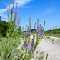 500 Purple HOARY VERVAIN Verbena Stricta Flower Seeds