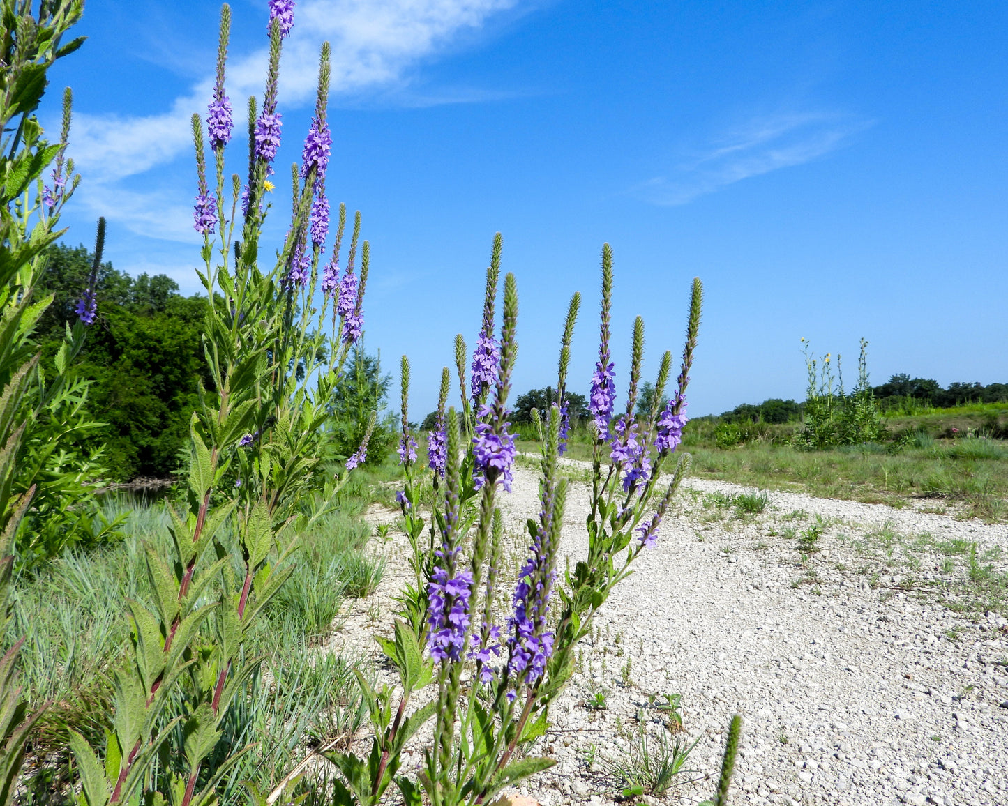 500 Purple HOARY VERVAIN Verbena Stricta Flower Seeds