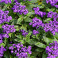 50 Blue MARINE HELIOTROPE Heliotropium Arborescens Flower Seeds