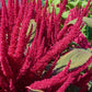 150 AMARANTHUS PYGMY TORCH (Prince of Wales Feather) Amaranthus Hypochondriacus Flower Seeds