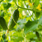 200 NATIONAL PICKLING CUCUMBER Fruit Cucumis Sativus Seeds