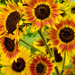 25 INDIAN BLANKET SUNFLOWER Helianthus Annuus Mixed Colors Flower Seeds