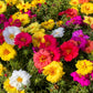 100 Mixed Colors PORTULACA MOSS ROSE Grandiflora Flower Seeds