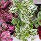 10 Dwarf Mixed Colors POLKA DOT PLANT Red Pink White Rose Splash Select Hypoestes Phyllostachya Flower Houseplant Seeds