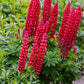 75 Mixed Colors RUSSELL LUPINE (Streamside, Bigleaf, Garden, or Washington Lupine) Lupinus Polyphyllus Flower Seeds