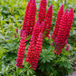25 RED LUPINE 'My CASTLE' Lupinus Polyphyllus Scarlet Russell Lupin Band of Nobles Series Flower Seeds