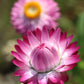 50 PINK DOUBLE STRAWFLOWER Helichrysum  Xerochrysum Bracteatum Flower Seeds