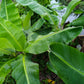 5 PLANTAIN BANANA Musa Balbisiana Hardy Red Flowering Sweet Wild Fruit Tree Seeds