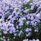 100 HEART LEAVED ASTER Cordifolius Symphyotrichum Blue Wood Aster Flower Seeds