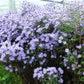 100 HEART LEAVED ASTER Cordifolius Symphyotrichum Blue Wood Aster Flower Seeds