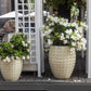 5 CHILEAN JASMINE / MANDEVILLA Laxa White Fragrant Flower Vine Seeds
