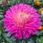 50 Mixed OSTRICH PLUME ASTER Feather Spider Callistephus Chinensis Flower Seeds