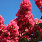 35 Dark PINK CREPE MYRTLE Lagerstroemia Indica Flowering Shrub Bush Small Tree Seeds