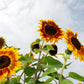 25 INDIAN BLANKET SUNFLOWER Helianthus Annuus Mixed Colors Flower Seeds