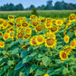 50 SKYSCRAPER SUNFLOWER Helianthus Annuus Flower Seeds