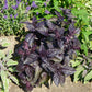 500 RED RUBIN BASIL Ocimum Basilicum Purpurascens Spicy Herb White & Lavender Flowers Seeds