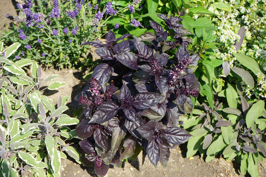 500 RED RUBIN BASIL Ocimum Basilicum Purpurascens Spicy Herb White & Lavender Flowers Seeds