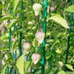 50 PURPLE TOMATILLO Husk Tomato Physalis Ixocarpa Fruit Vegetable Seeds