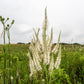 1000 CULVERS ROOT (Black Root) Veronicastrum Virginicum Flower Seeds
